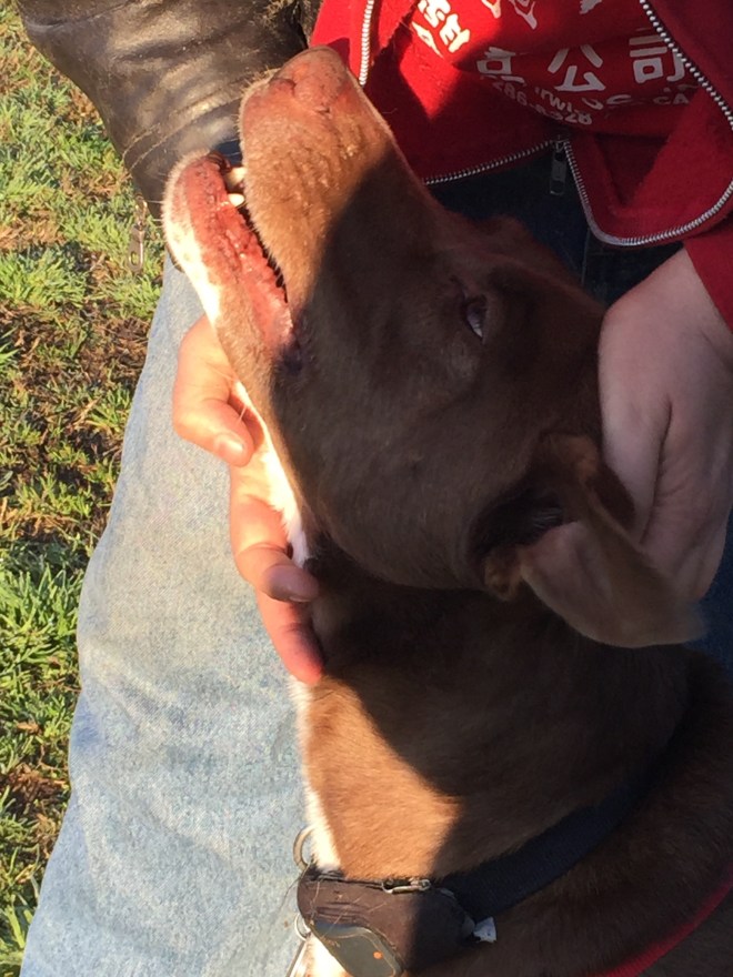 Chocolate Lab pit mix Hershey