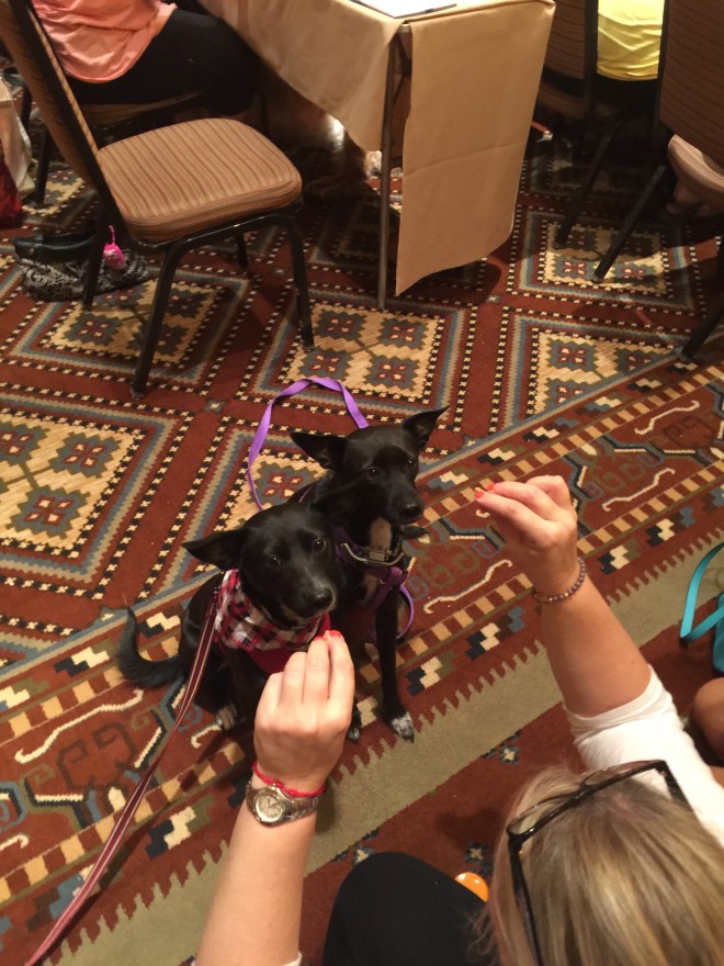 Two very similar looking, unrelated small black dogs work side by side for treats